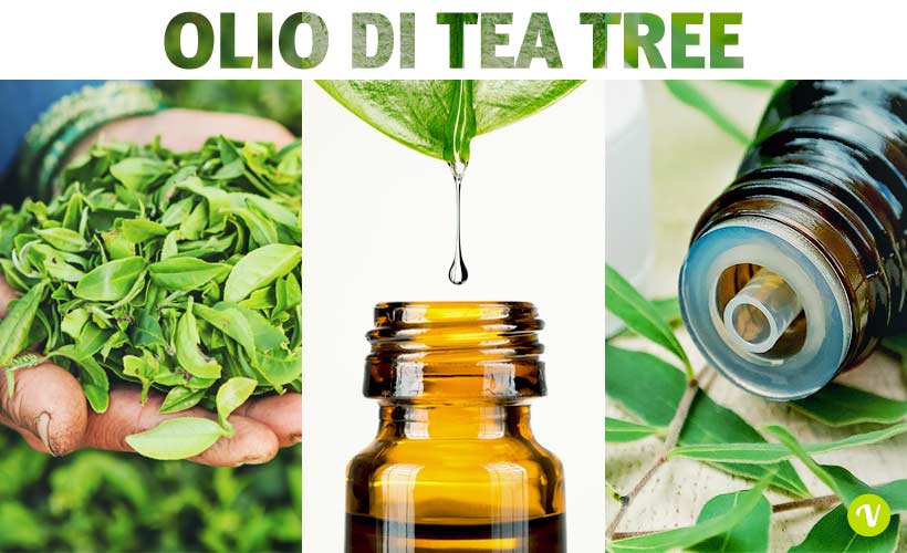 Come impiegare l’olio essenziale di tea tree