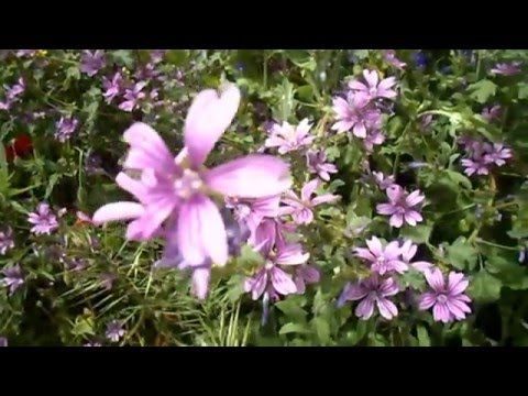 Scopriamo le proprietà della malva
